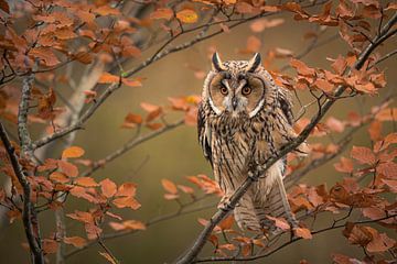 Hibou moyen-duc en automne sur Gea Veldhuizen