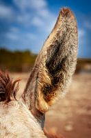 Gentle Encounter - Donkey portrait at Donkey Sanctuary Bonaire