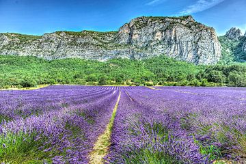 Lavender for La Rochecolombe by Cliff d'Hamecourt