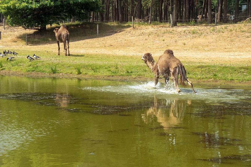 dromadaire dans l&#039;eau par wil spijker