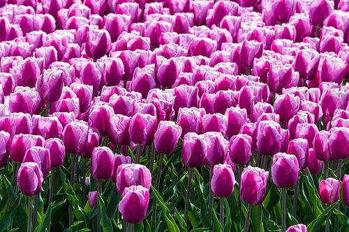 Des tulipes dans les champs de tulipes du Flevoland