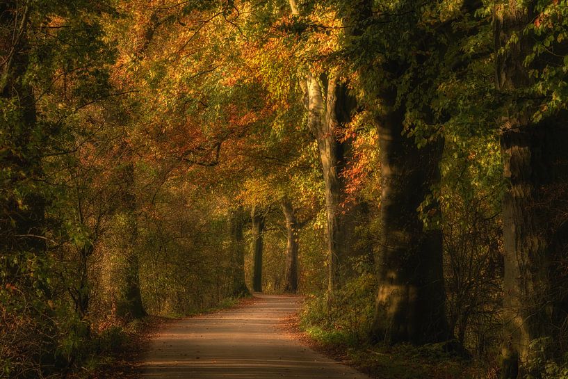 Autumn by Moetwil en van Dijk - Fotografie
