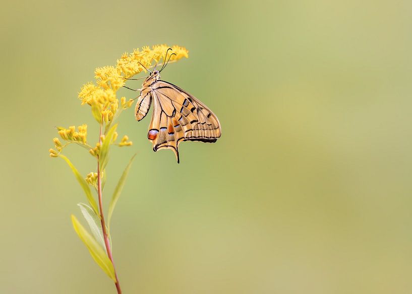 A beautiful swallowtail hanging from a flower by Marga Vroom