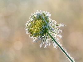 Frosty Carrot Flower Head by Katho Menden