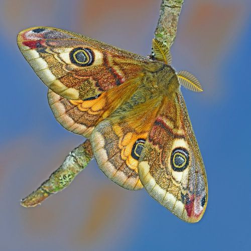 Nachtpfauenauge von Wiltrud Schwantz