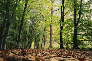 Herbst im Wald von Lisa Bouwman