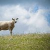 Texel Schafe. von Nicole van As