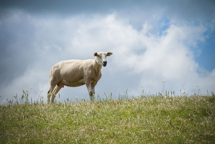Texel Schafe. von Nicole van As