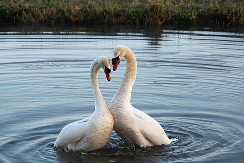 Dancing swans
