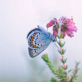 Butterfly von Yvonne Hoenen