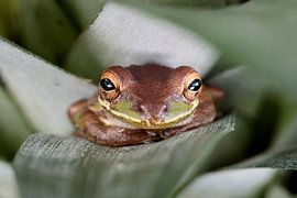 Kleine boomkikker zittend tussen bladeren van Tim Emmerzaal