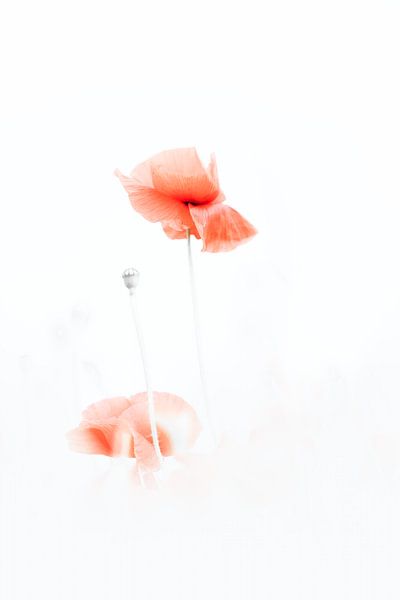 Mohn von Ingrid Van Damme fotografie