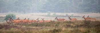 Cerf rouge sur la lande près de Uddel, Veluwe