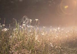 Tichelgaten part 1 van Tania Perneel