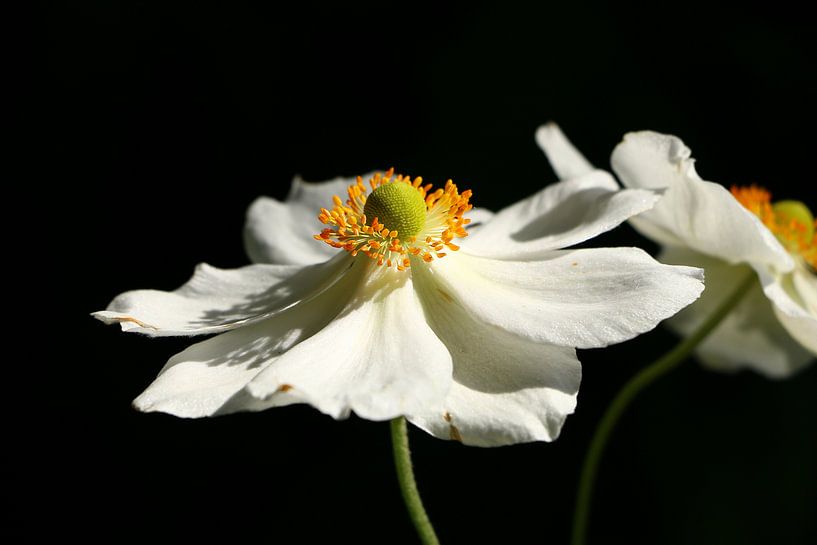 The dance in the sunlight by Christiane Schulze