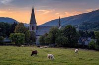 Parish church St. Katharina Assinghausen with sheep