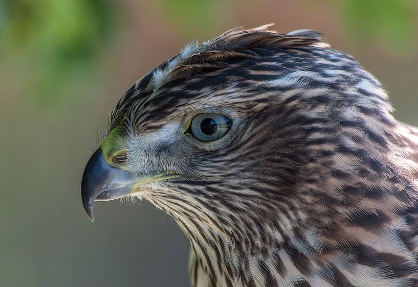 Roofvogel van Sidney Portier