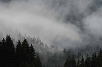 Forest in the mist