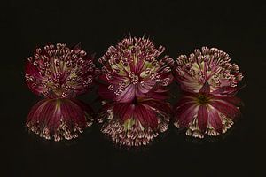 Stilleben: drei Seeländische Äste (Astrantia Major) mit Spiegelung