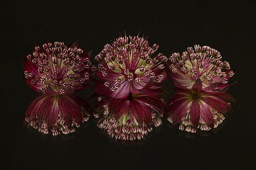 Stilleven: drie Zeeuwse knoopjes (Astrantia Major) met reflectie
