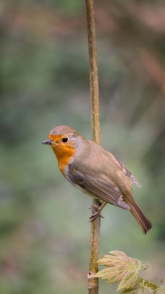 Robin on a branch by Jan van der Knaap