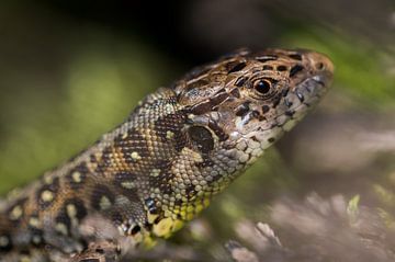 Zauneidechse von Danny Slijfer Natuurfotografie