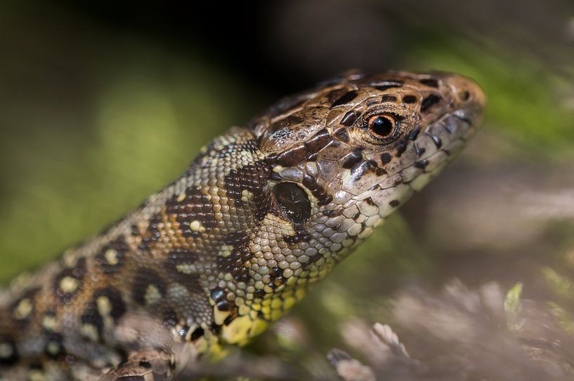 Lézard des sables par Danny Slijfer Natuurfotografie
