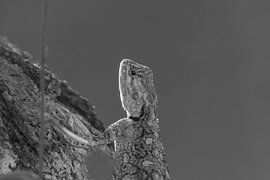 Blue Headed tree agama in black and white by Marijke Arends-Meiring