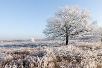 Winter op de Ginkelse Heide. Rijp aan de bomen en heide.