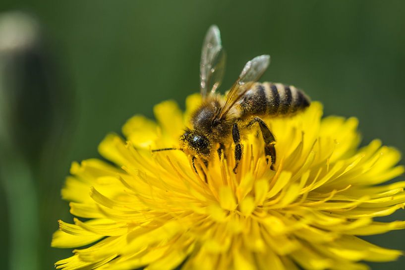 Natur von Bart Liesenborgs