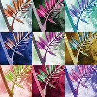 Colorful leaves