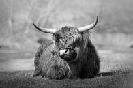 Ontspannen Schotse Hooglander in Zwart wit van Barbara Kempeneers thumbnail
