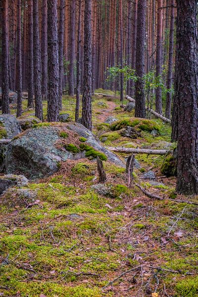 Finland by Eric van Nieuwland