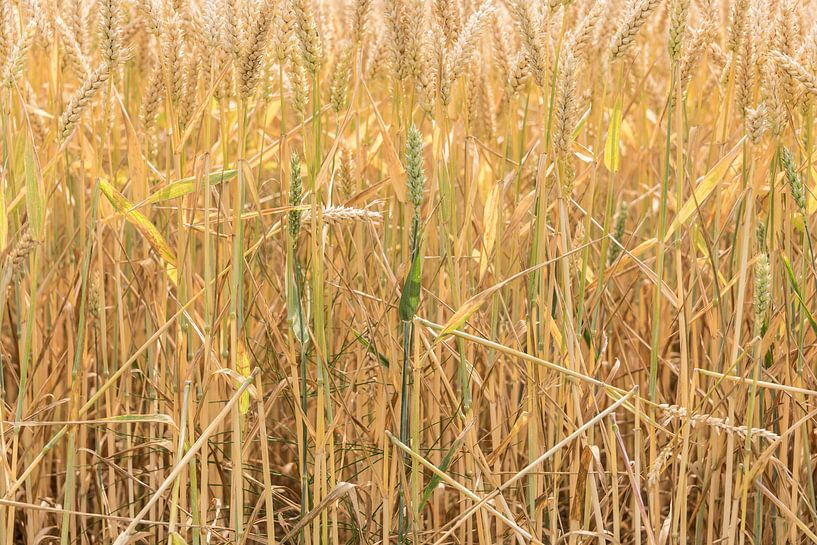 Grain, ripe and unripe by Ans Bastiaanssen