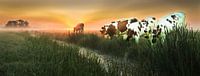 Kühe im Polder von Frans  de Best Miniaturansicht