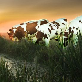 Kühe im Polder von Frans  de Best
