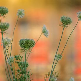Wilde bloemen van Angeline van de Kerkhof