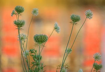Wilde bloemen