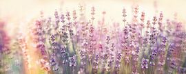 Lavendel im Sonnenlicht von Matthias Spartz