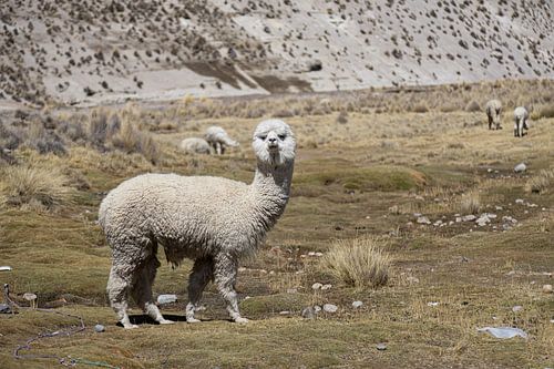 Alpaca peru