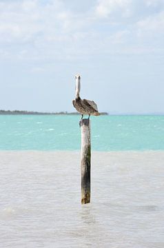 A Pelican on a Post by Carolina Reina