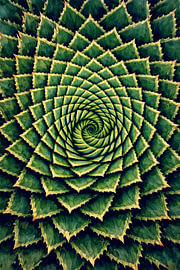 Tanz der Spirale – Aloe Polyphylla