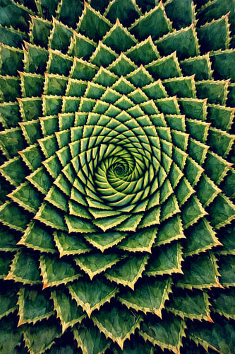 De dans van de spiraal – Aloe Polyphylla