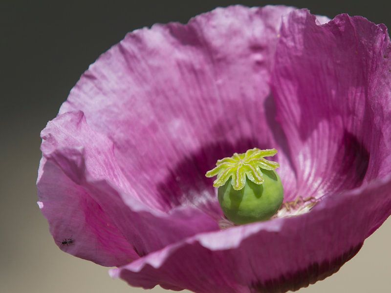 Purple poppy - Papaver paars par José Verstegen