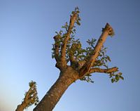 In de zomer bomen gefotografeerd 