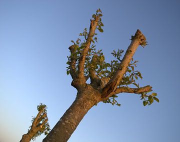 In de zomer bomen gefotografeerd  van Leoni Nuijens
