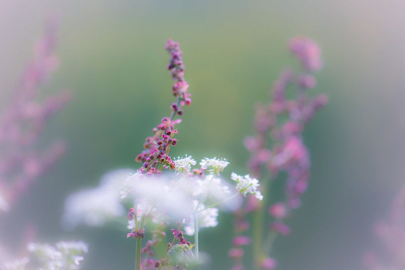 softness by Tania Perneel