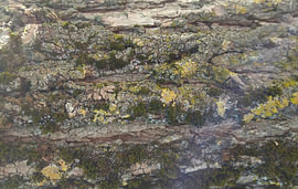 Baumstamm-Strukturen No. 24 von GreenART by Hubert Fenzl