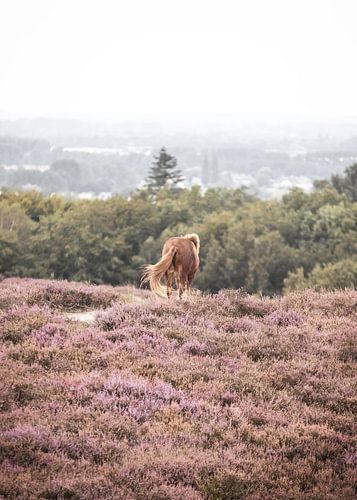 Pferd genießt die Aussicht