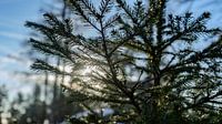 Forest light